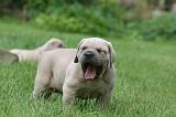 CANE CORSO 1085